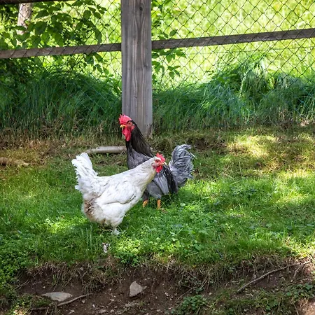 Apartment Mittergasteggut