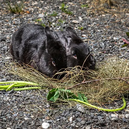 Mittergasteggut Apartment Pfarrwerfen