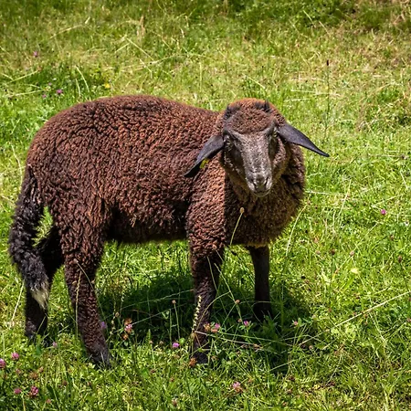 Mittergasteggut Apartmán *