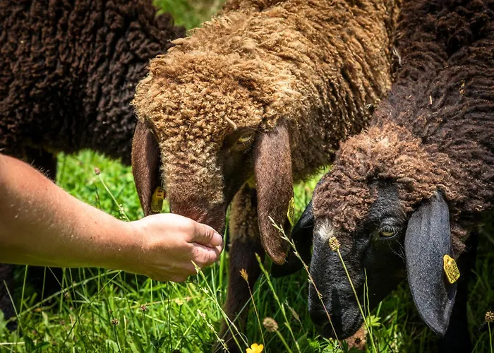 公寓 Mittergasteggut *