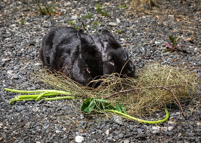 Mittergasteggut 公寓 普法尔韦尔芬