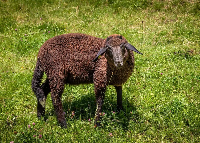 Mittergasteggut 公寓 *